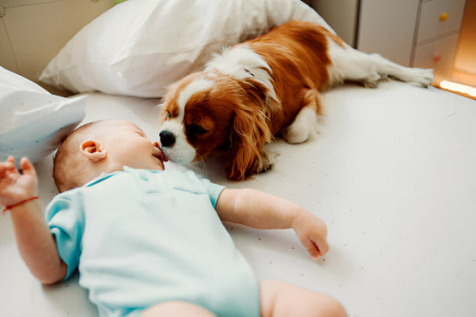 Perro pequeño lamiendo la nariz de un bebé pequeño